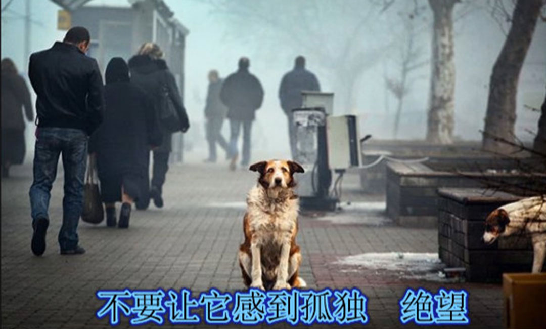 顺义顺义爱影圈微博微信转发案例